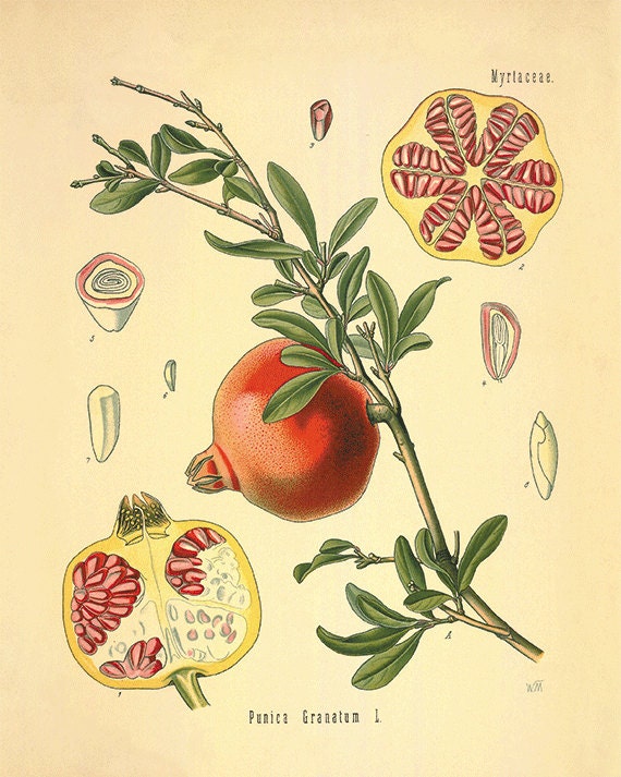 pomegranate art kitchen art print antique prints botanical art pomegranate art kitchen art print antique prints botanical art