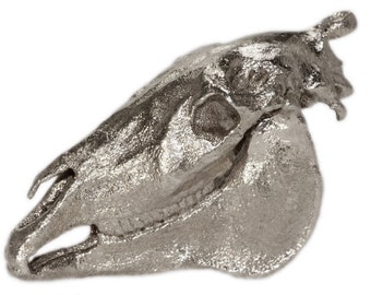 Popular items for osteology on Etsy