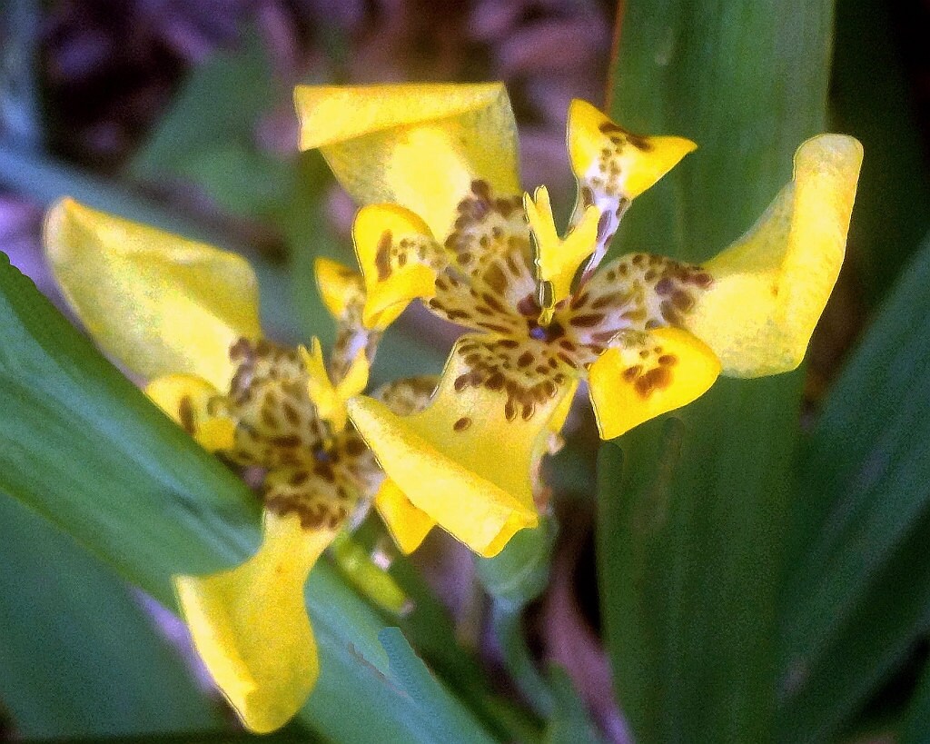 YELLOW WALKING IRIS Live Plant Water Garden Bog Border