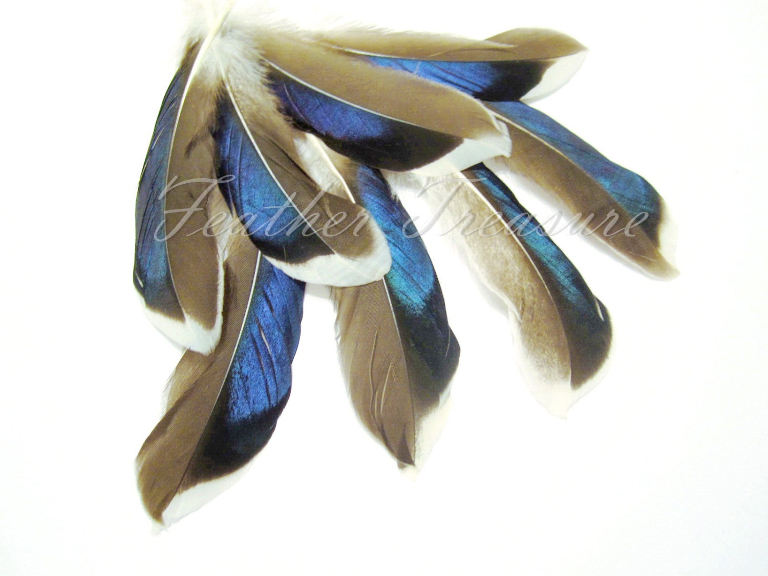 B Grade Iridescent Mallard Duck Feathers Iridescent Feathers