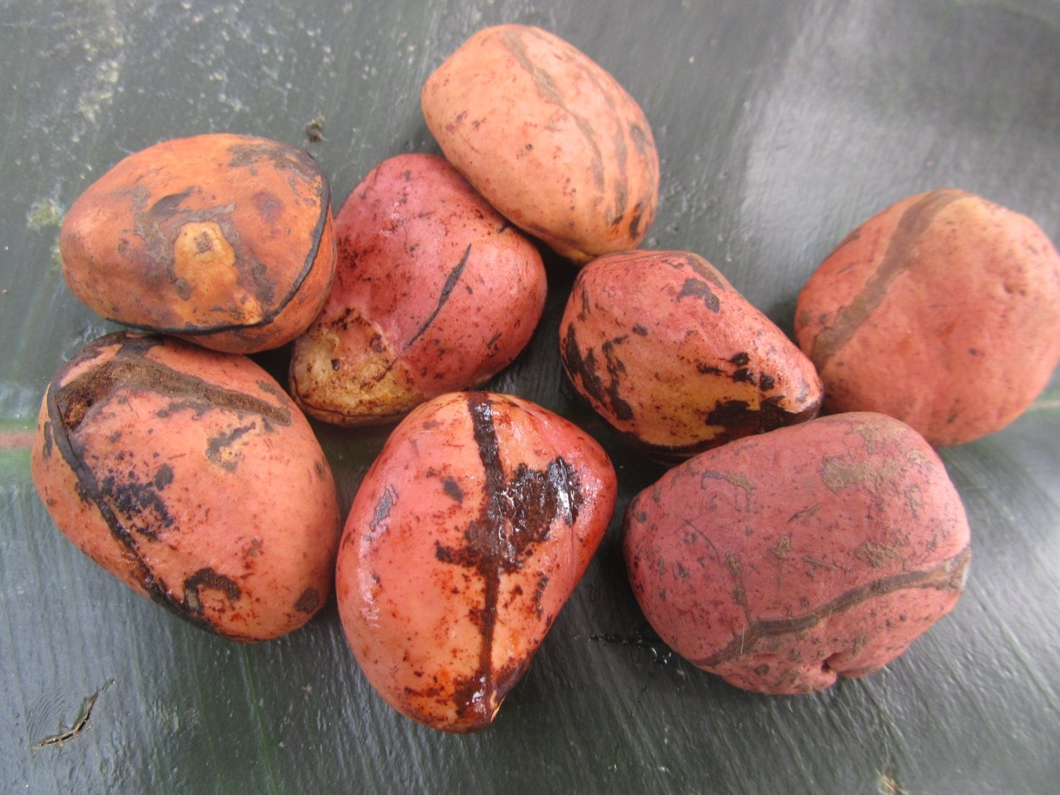 Cola nuts Kola nuts to chew or to plant traditional by FromGhana