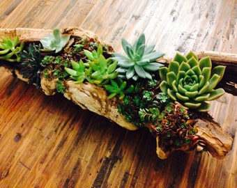 Large Succulent Driftwood Combination