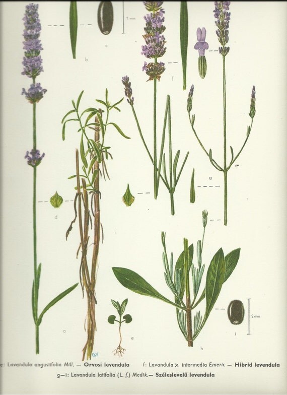 LAVENDER Vintage Botanical Prints of Various Plants LAVENDER