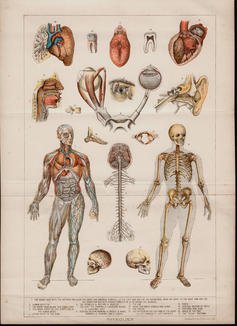 Анатомия картинки. Анатомические плакаты. Анатомия и физиология человека.
