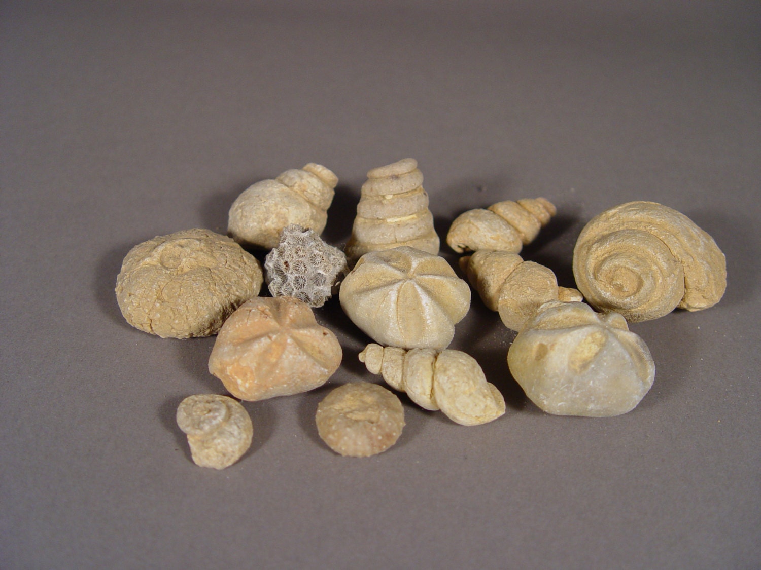 Fossilized Sea Shell Assortment