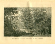 ... with Bamboos, Island of Trinidad, Botanical Print, Black and White
