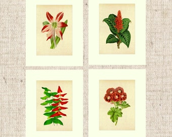 Items similar to Two Scanned Flower Sepia Prints, Botanical Wall Decor ...