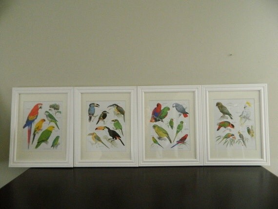 Framed Vintage Bird Prints / Botanical Aviary Illustrations
