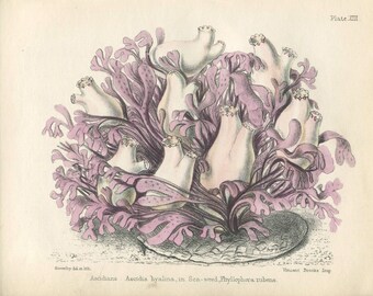 Antique Print.Original.Authentic.RARE. Sowerby.British Shells.Conchology.Hand Coloured.Color. Antique Book. Steel Engraving.Vintage 1887