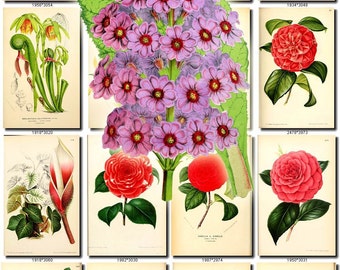FLOWERS-118 Collection of 150 printable vintage by ArtVintage1800s