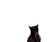 ORIGINAL India Ink Abstract Minimalist Painting "Ink Wash Cat"