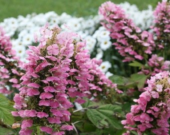 Gatsby Pink ® Hydrangea  4quot; pot  Proven Winners