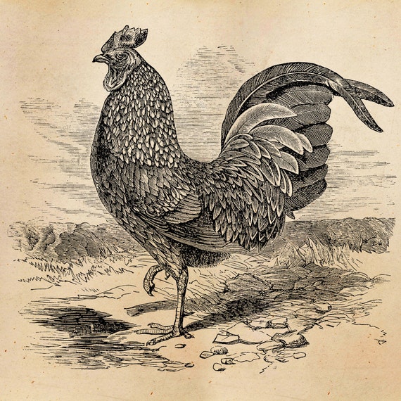 vintage rooster clip art - photo #8