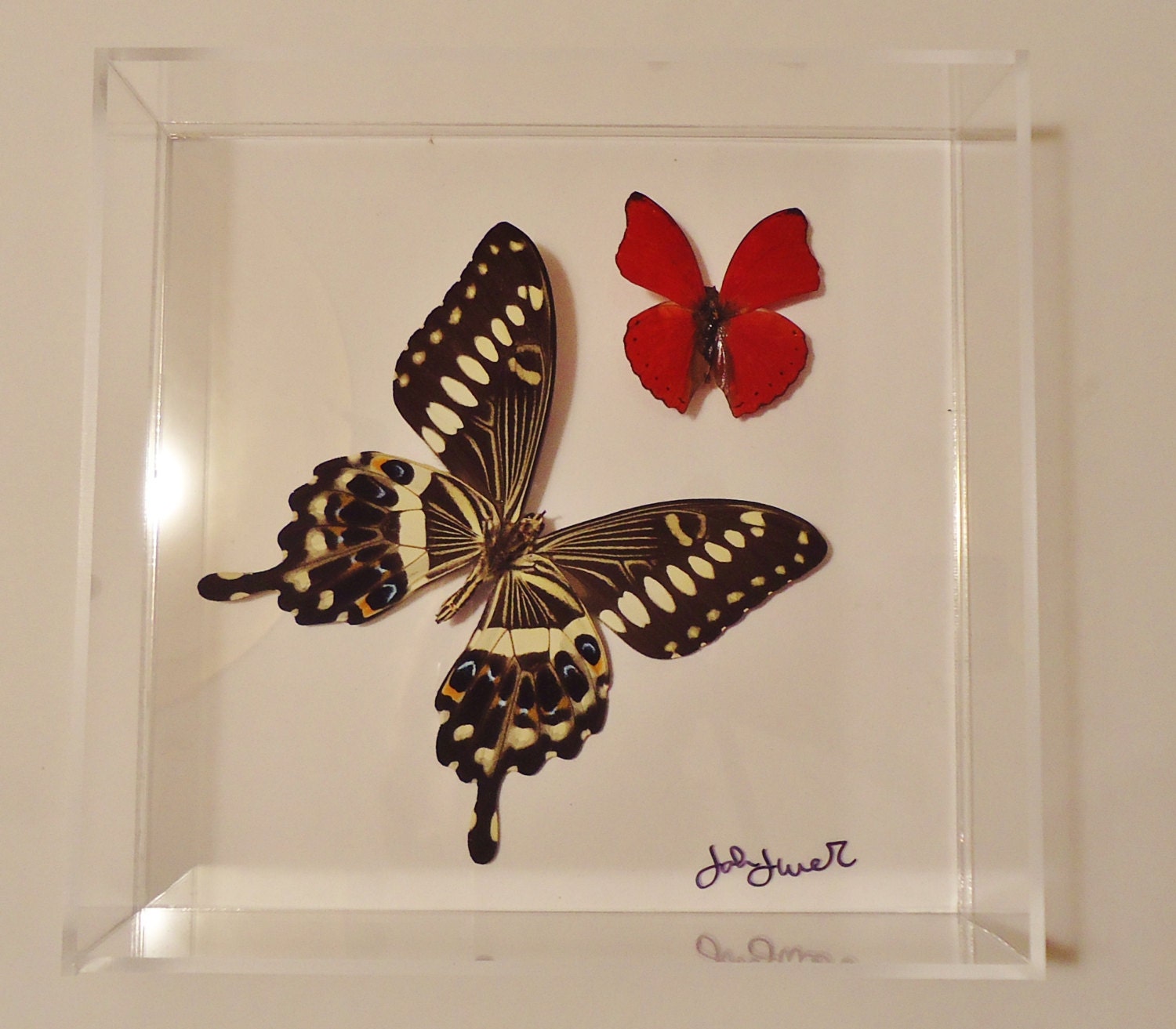 Real butterflies mounted in an acrylic by NATUREARTBUTTERFLIES