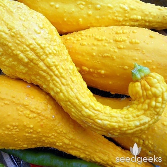 Early Golden Crookneck Summer Squash Heirloom Seeds NonGMO