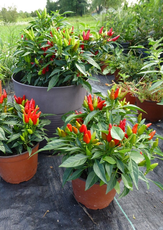 Candlelight Ornamental Pepper seeds by SingingBirdNursery on Etsy