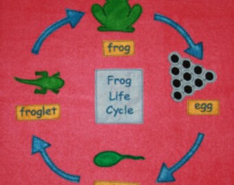 Frog life cycle | Etsy