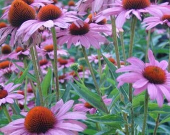 Echinacea Purpurea - 150 Seeds - Purple Cone Flower