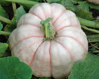 25 Pumpkin Seeds Porcelain Doll Pink Pumpkin Rare Ornamental Pumpkin