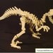 ALLOSAURUS Dinosaur Bones Puzzle by PatuxentMillWorks on Etsy