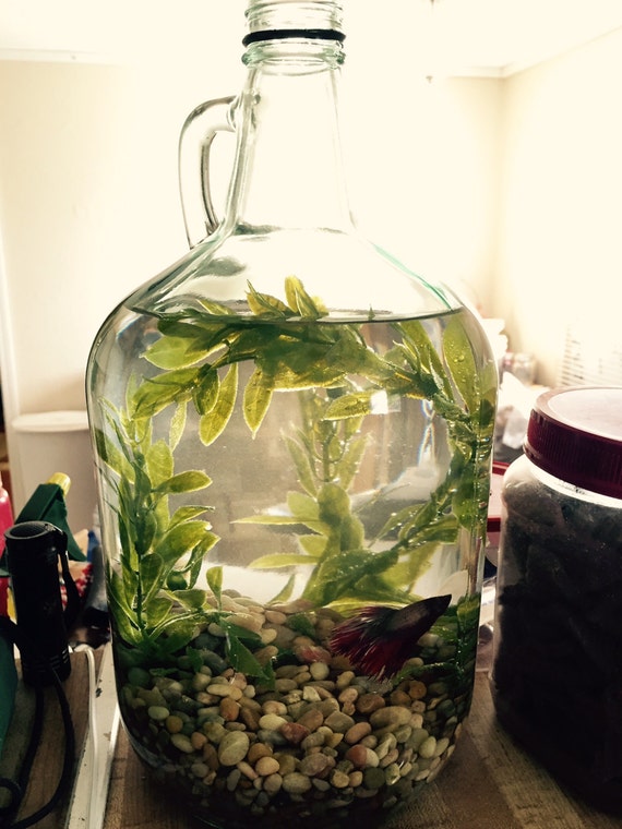 Upcycled Jug Beta Fish Centerpiece