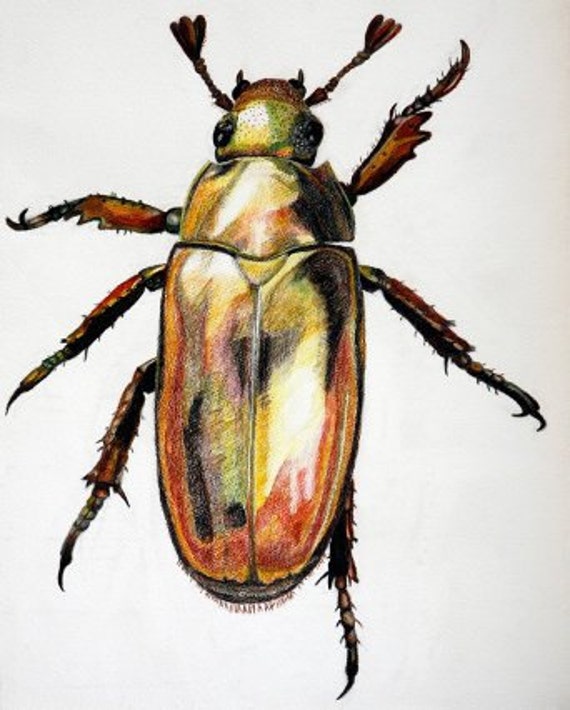 original beetle colored pencil drawing / unique