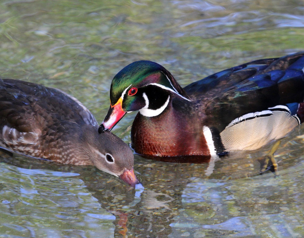 Wood Duck Mating Pair