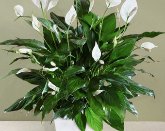 emerald beauty aglaonema chinese evergreen lily