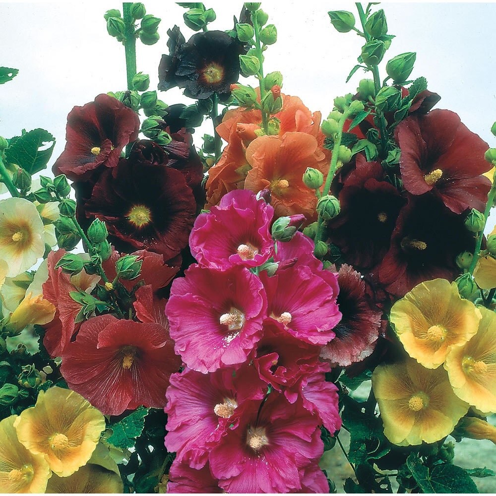 Perennial Hollyhock Chaters Double Triumph By Thepetuniagarden