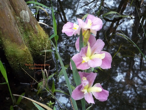 Items similar to Instant download, Purple Iris photography, flower