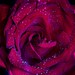 Alea Rose