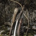 Isilwren C