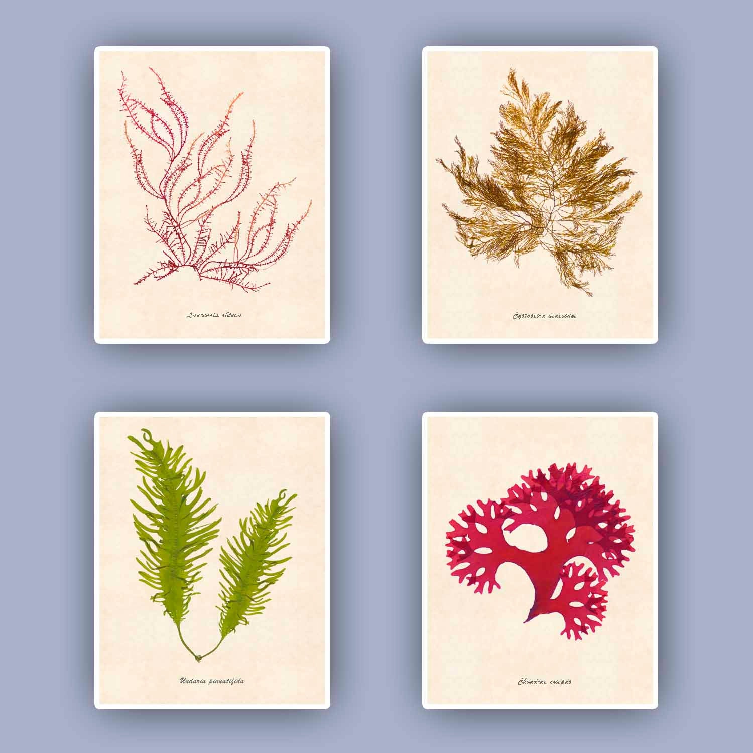 Seaweed art Sea fan art Nautical wall art Pressed seaweed