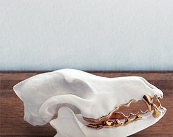 Porcelain coyote skull with 14 k gold teeth