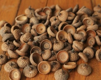 100 Large Natural Acorn Caps from Pennsylvania, Red Oak Acorn Caps