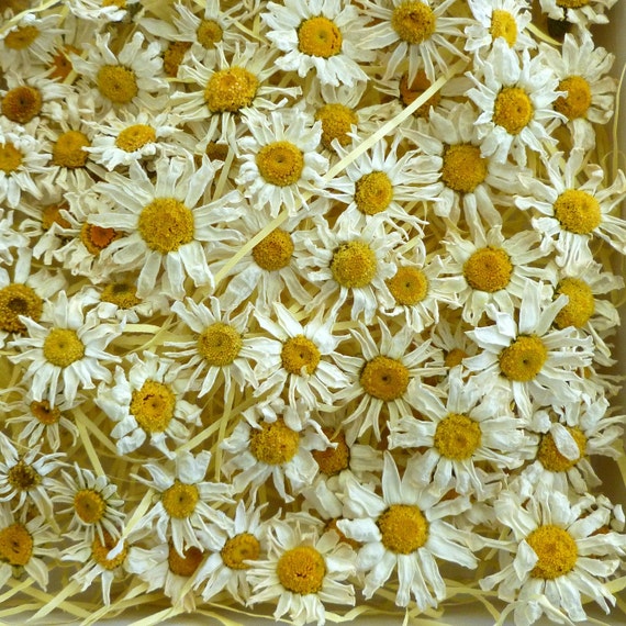 Dry Daisies White Daisy Dry Flowers Craft Supplies by LarkspurHill