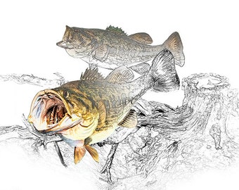 Freshwater fish art | Etsy