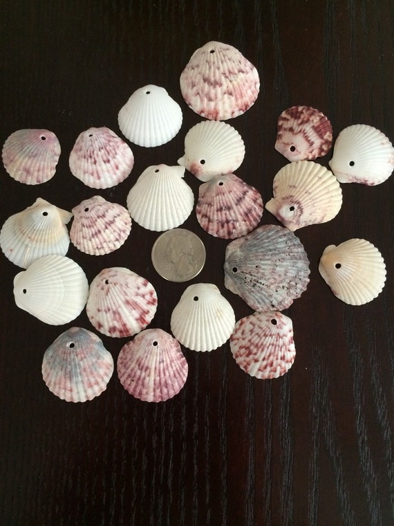 20 natural scallop seashells with holes by dantedesignscreates