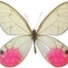 Custom butterfly listing