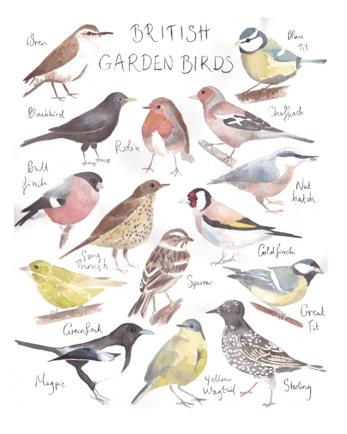 British Garden Birds Watercolor Painting Illustration Print 8