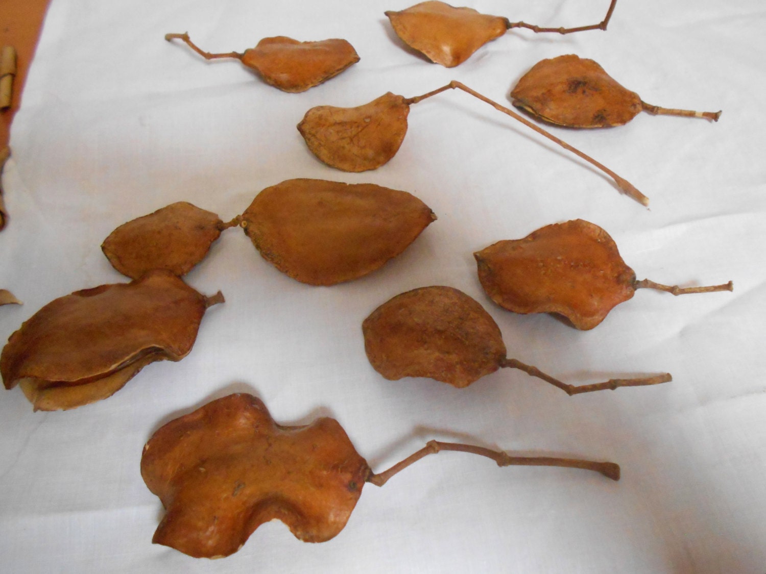 10 Natural Seed Pods Light Brown Flat Oval Jacaranda Tree