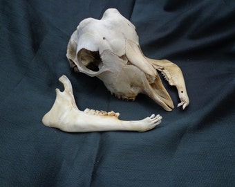 2 Horn Jacob Sheep Skull