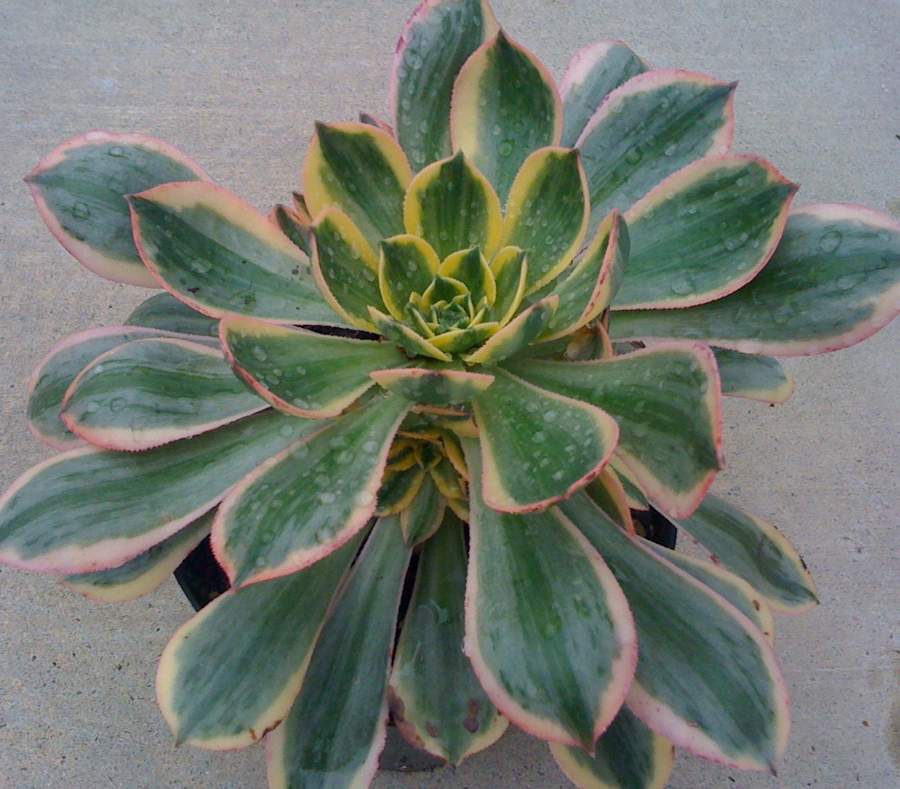 SUCCULENT Cuttings LARGE ROSETTES Succulent Plants