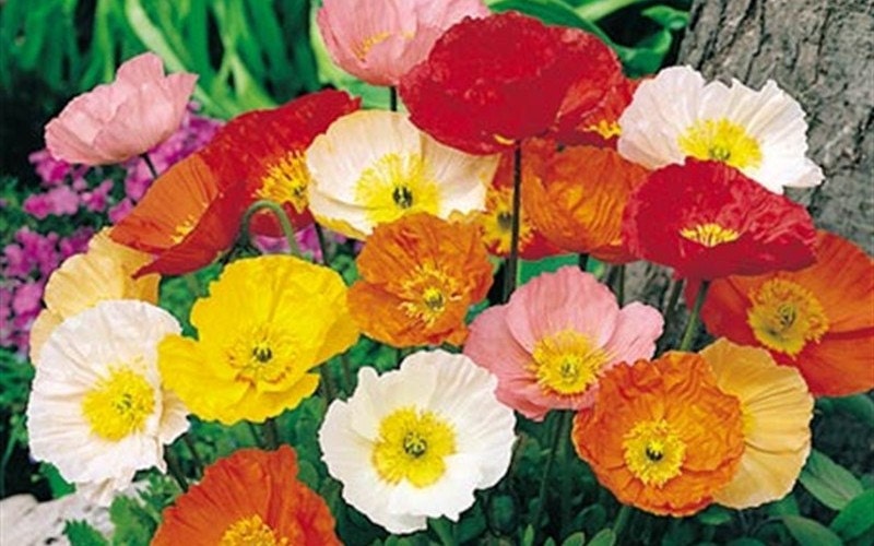 Corn Poppy Mix Red Pink Yellow White and Orange Flower
