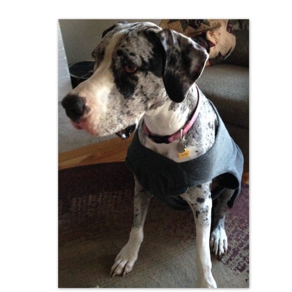 Custom Made Thermal Dog Coats Large Extra Large by TheBossyCow