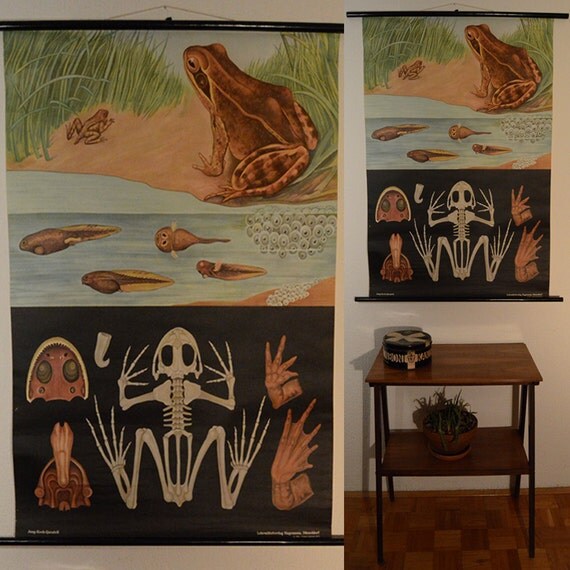 Jung Koch Quentell Vintage Zoology Poster Frog by Yugovicheva