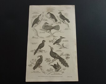 Antique birds engraving original 1829 old bird print of clade Avialae old b/w pictures about kingfisher humming hoopoe wryneck woodpecker