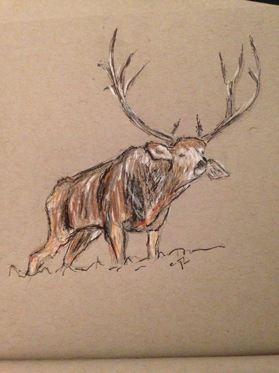 Mule deer sketch