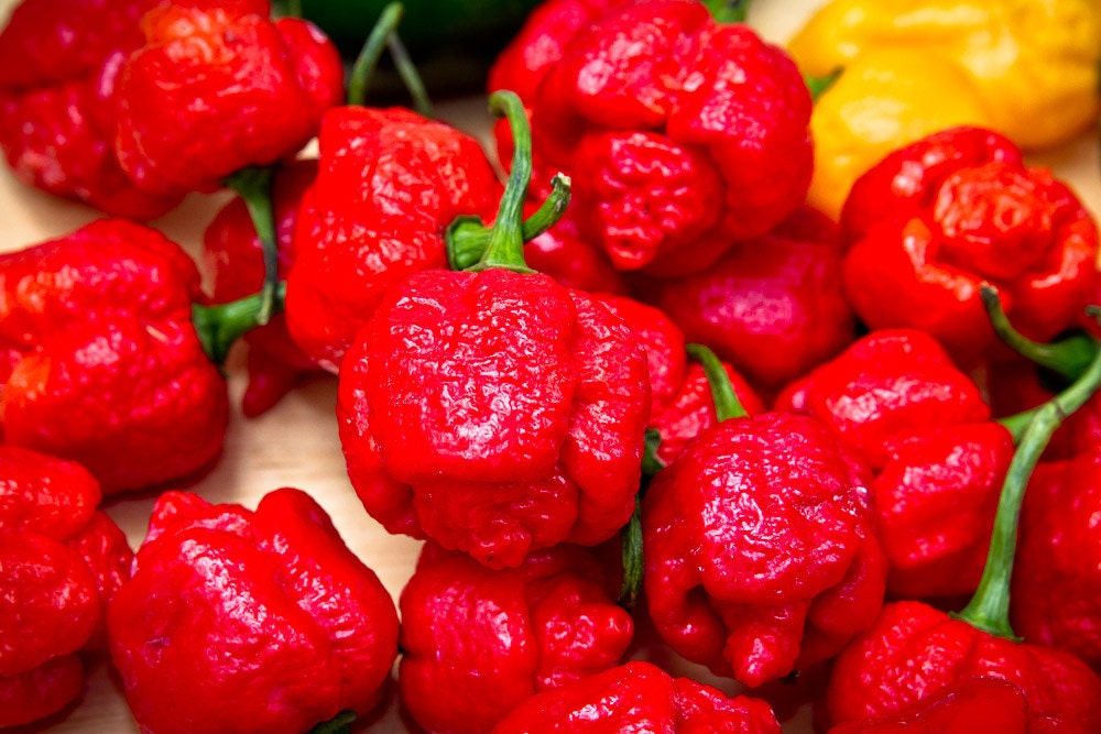 7 POD BRAIN STRAIN Pepper / One of Top 10 Hottest on Planet Earth ...