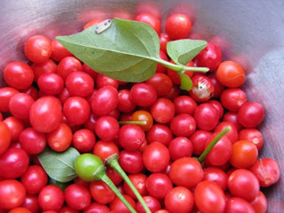 Chiltepin Seeds,Desert Tepin Chili 